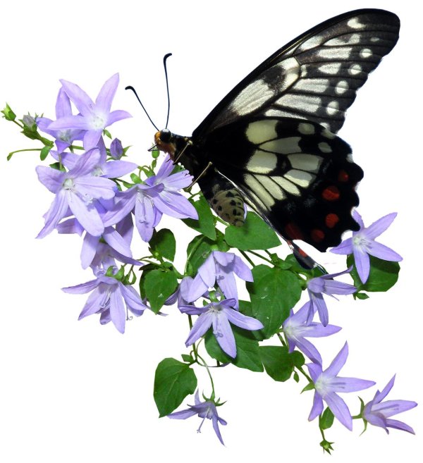 бабочки клипарт