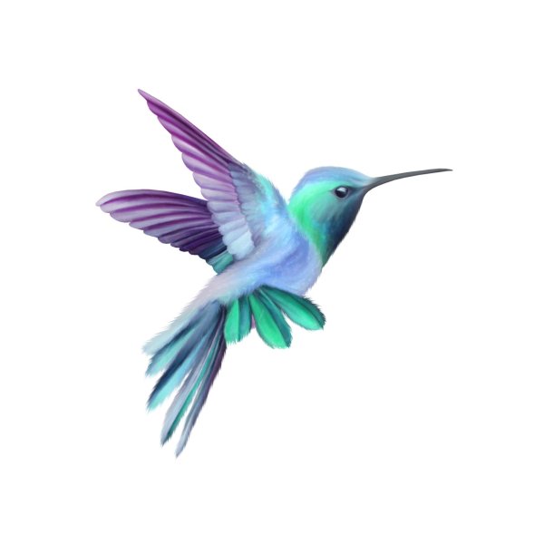 птичка колибри