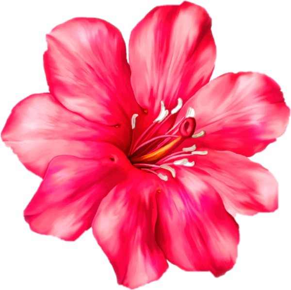 прозрачный фон цветы