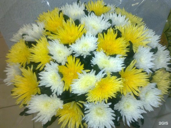 цветок хризантемы