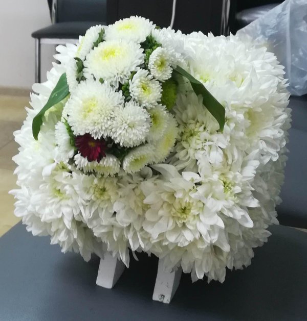 хризантемы большие