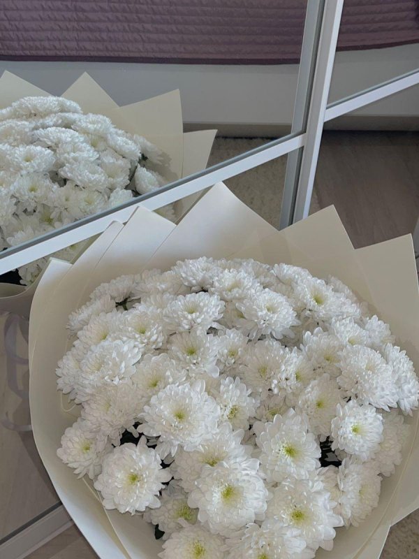 хризантемы белая
