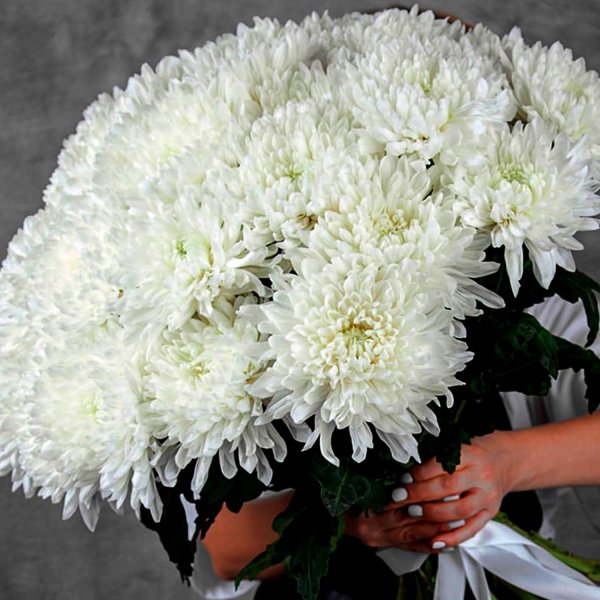 хризантема одноголовая антонов