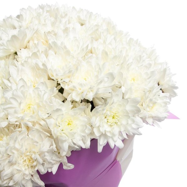 хризантема зембла белая