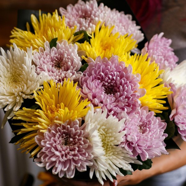 пионовидные хризантемы