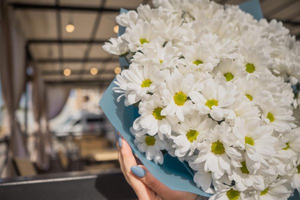 хризантема ламира