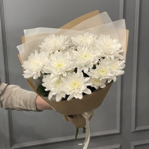 хризантема вивили