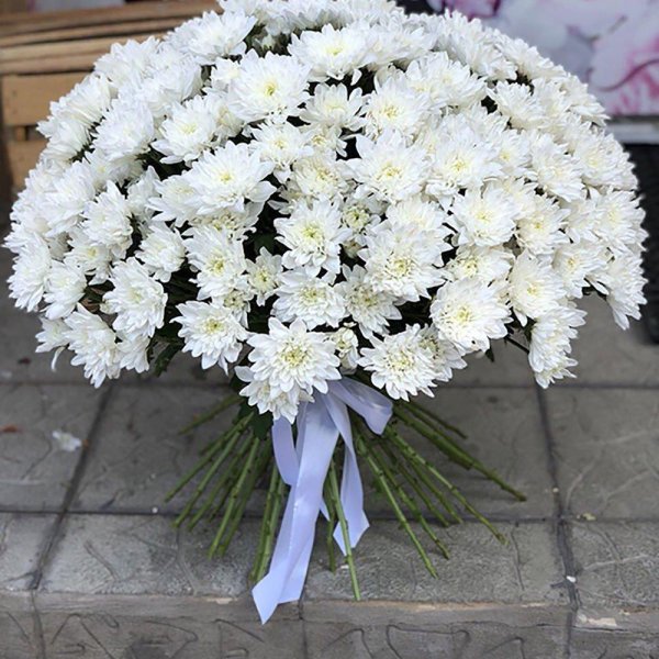 хризантема мелкоцветковая белая