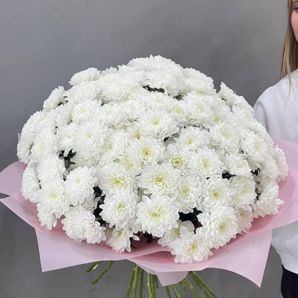 белые хризантемы