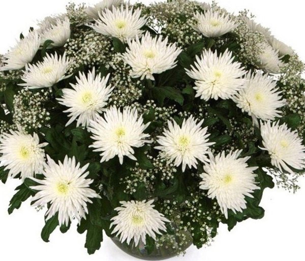 хризантемы одноголовые холидей