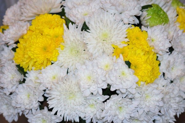 хризантема густав одноголовая