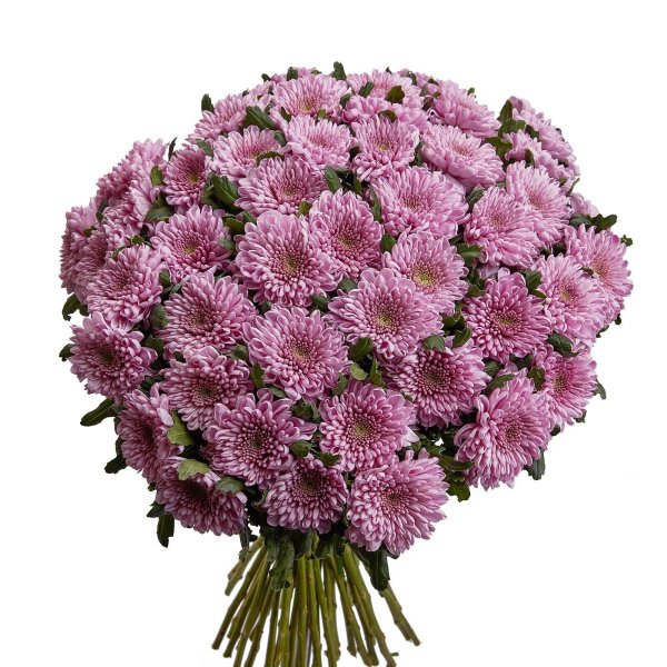 хризантема селебрейт