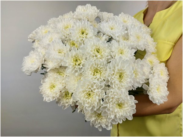 белая хризантема балтика