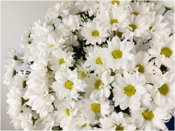 белая хризантема бакарди