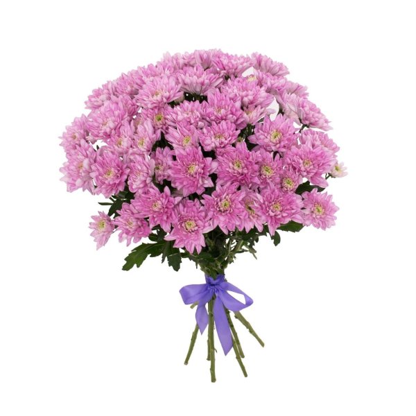 хризантемы кустовая