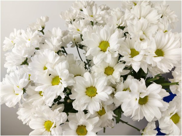 хризантема сантини бакарди