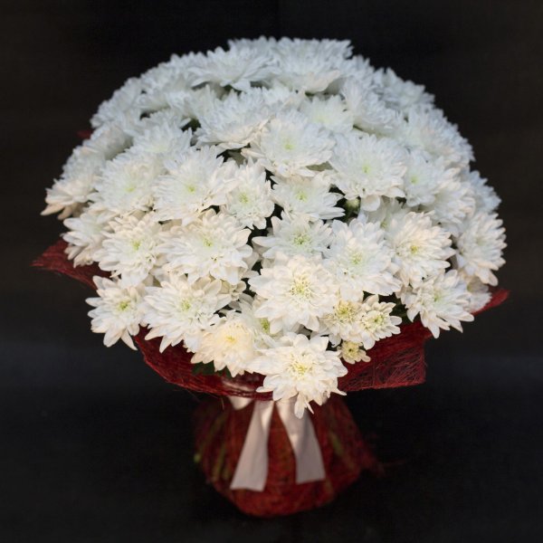 хризантемы белая