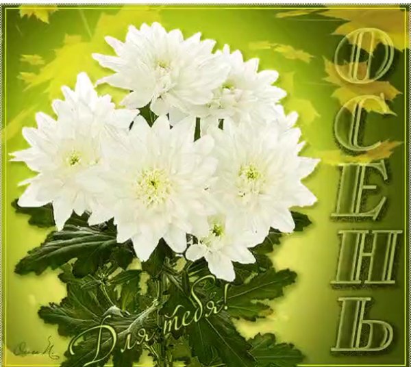 открытка хризантемы