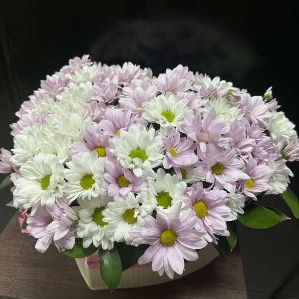 хризантема ромашковая розовая