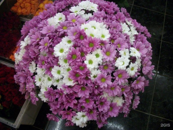 51 хризантема бакарди