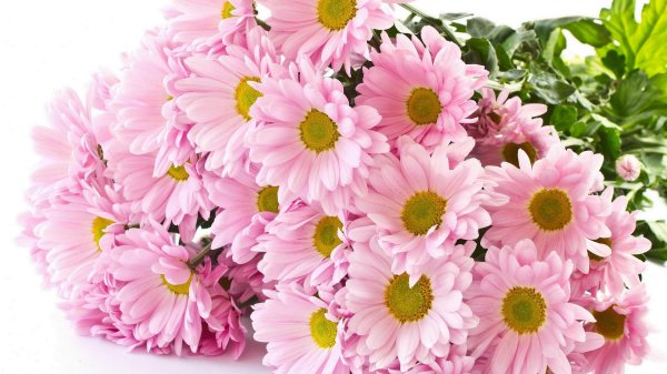 хризантема селебрейт