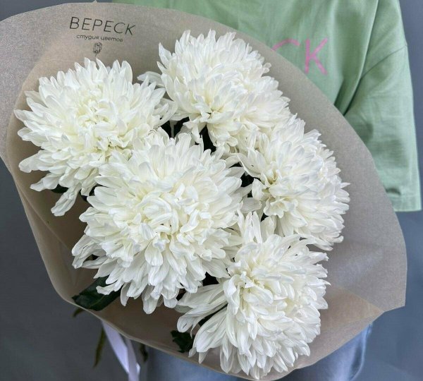 пышные хризантемы