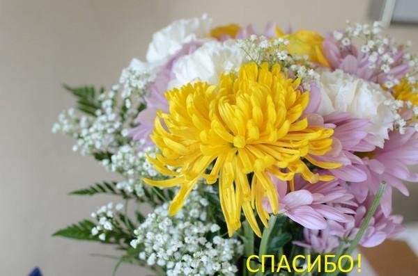 цветок хризантемы