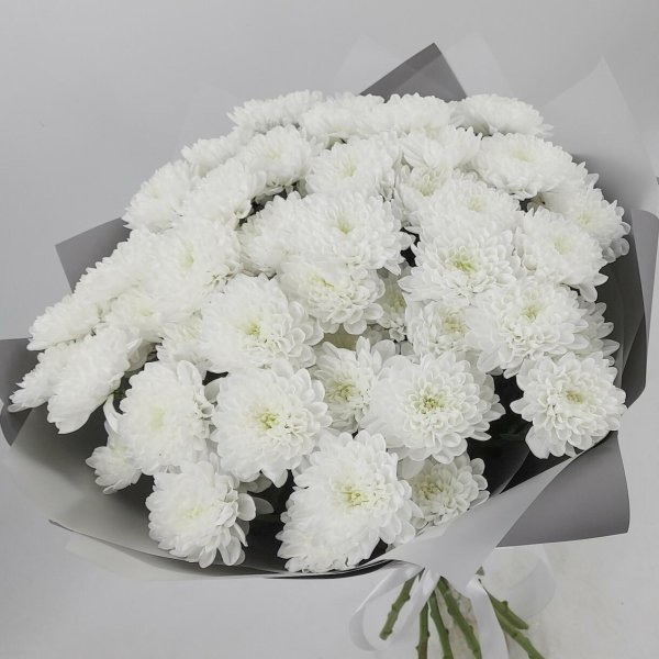 хризантемы белая