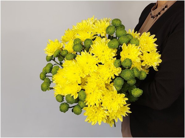хризантема кинг желтый