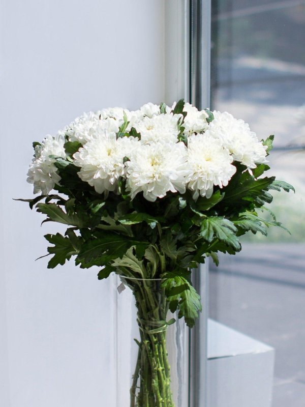 хризантема зембла бразил