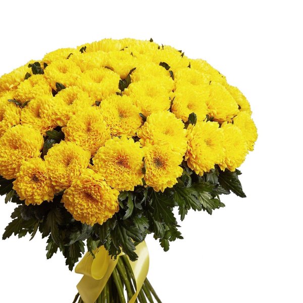 хризантема  giggle yellow