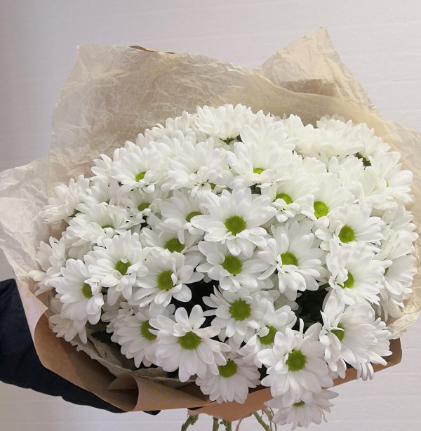 белая хризантема бакарди