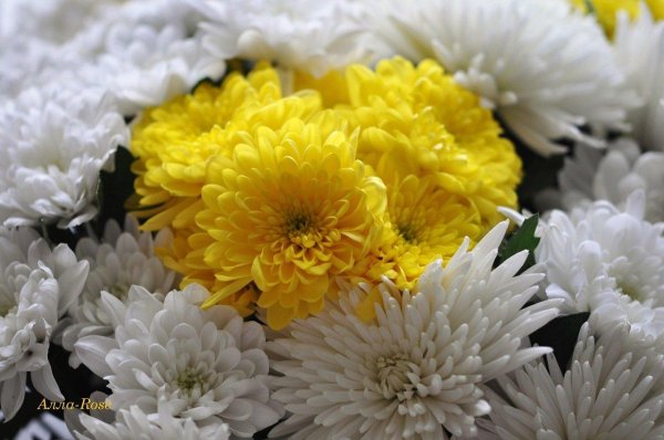 хризантема камелия