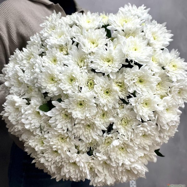 хризантема балтика вайт