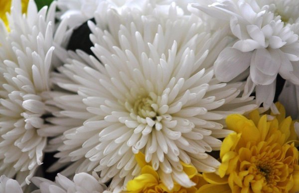 хризантема мэрилин уайт