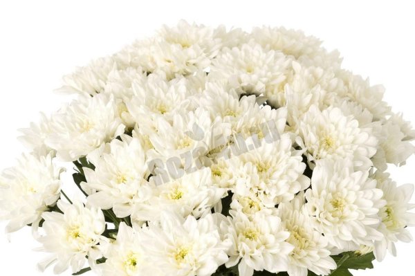 хризантема балтика салмон