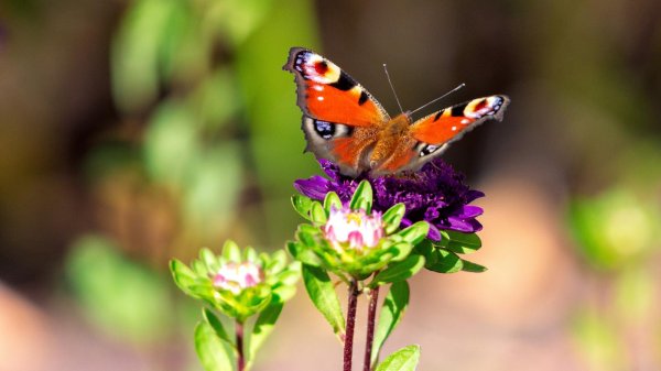 бабочка павлиний глаз