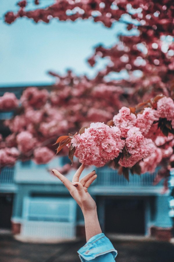 цветущее дерево