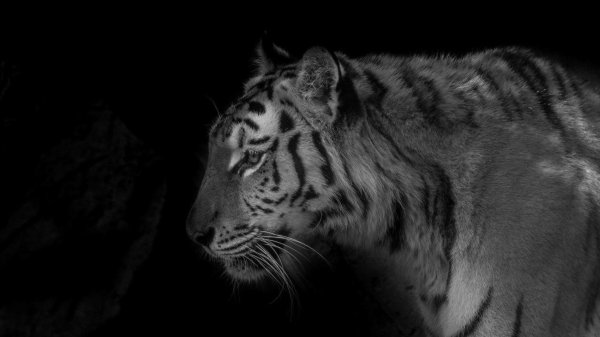 черные тигры