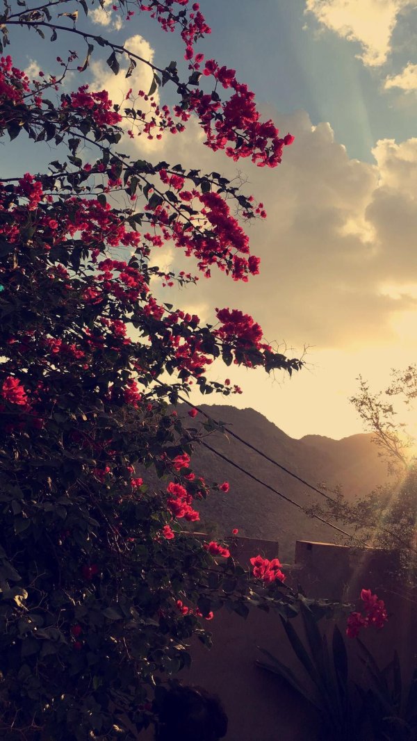 червона рута цветок