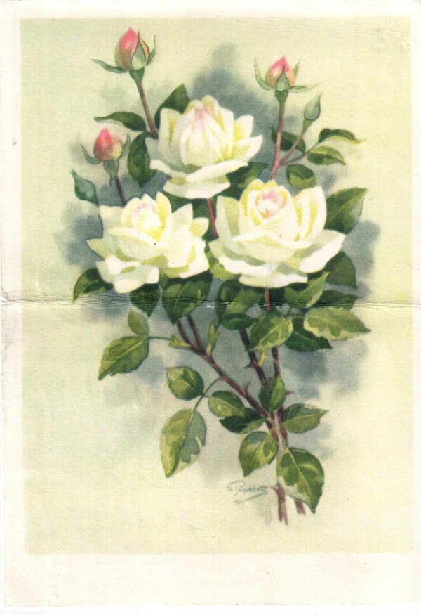 цветок роза открытка ссср