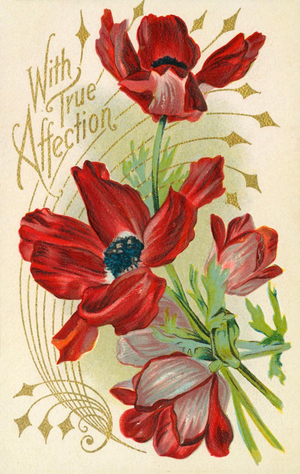 анемон ботаническая иллюстрация