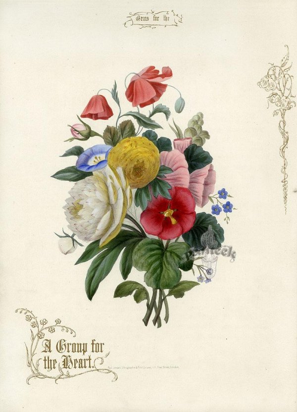 иллюстрации цветов