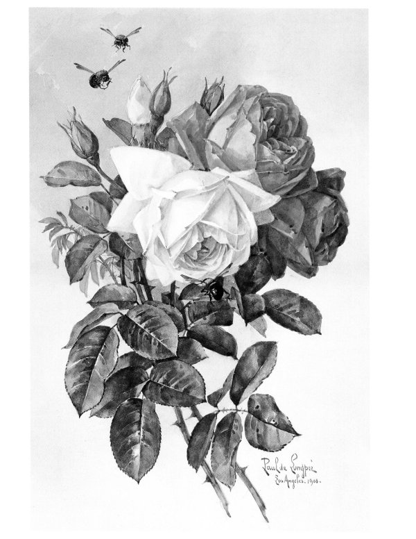 роза гравюра