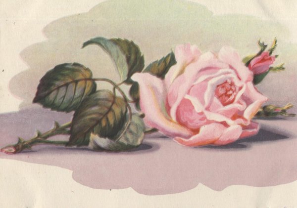 старинные открытки цветы