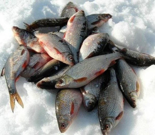 сорожка плотва