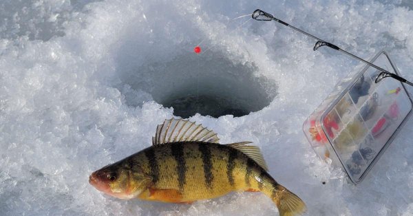 ловля окуня