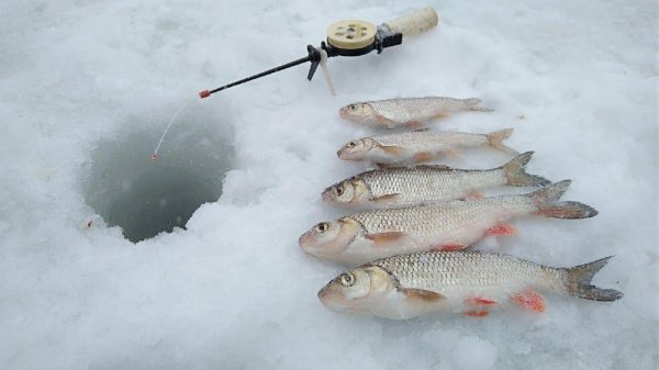 ловля голавля зимой
