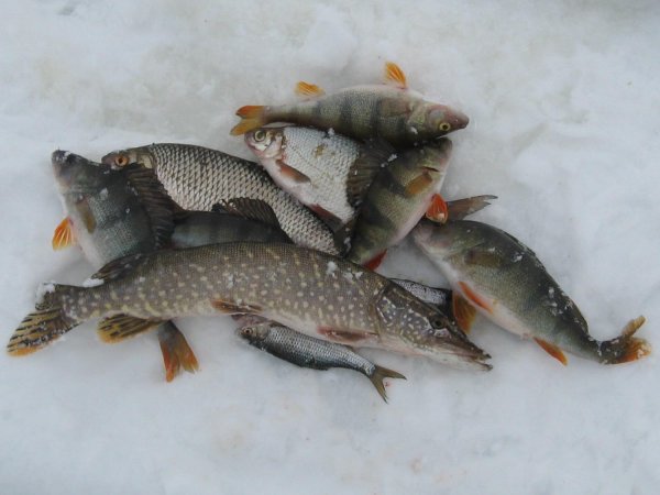 окунь сорожка щука