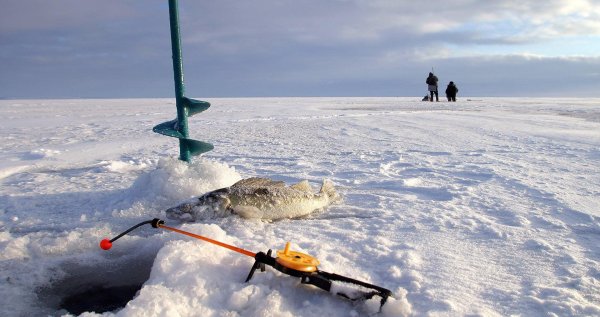 жерлица поставушка на налима